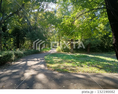 森の道 132190082