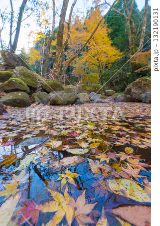神角寺渓谷の紅葉(大分県豊後大野市) 神角寺渓谷の紅葉(大分県豊後大野市) 132190131