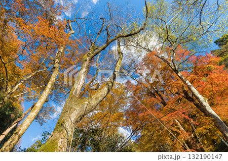 神角寺渓谷の紅葉（大分県豊後大野市） 132190147