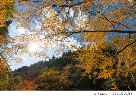 神角寺渓谷の紅葉(大分県豊後大野市) 神角寺渓谷の紅葉(大分県豊後大野市) 132190158