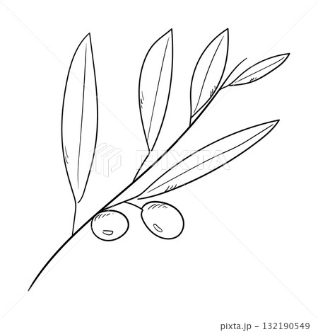 手描きのオリーブの枝の線画イラスト 132190549