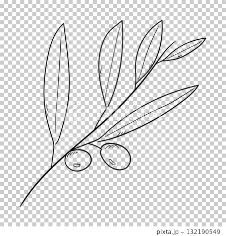 手描きのオリーブの枝の線画イラスト 132190549