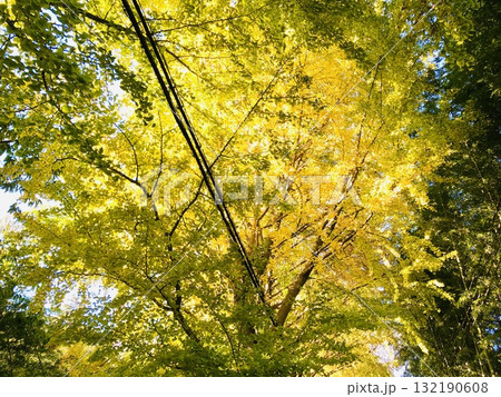 Falling Gold〜頭上で優しく響く金色のシンフォニー〜 Falling Gold〜頭上で優しく響く金色のシンフォニー〜 132190608