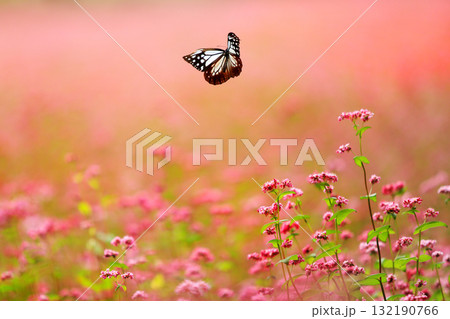 箕輪の赤そばの里 箕輪の赤そばの里 132190766