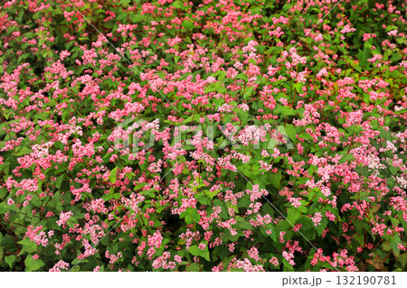 箕輪の赤そばの里 132190781