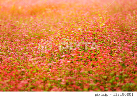 箕輪の赤そばの里 箕輪の赤そばの里 132190801
