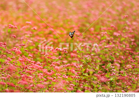 箕輪の赤そばの里 132190805
