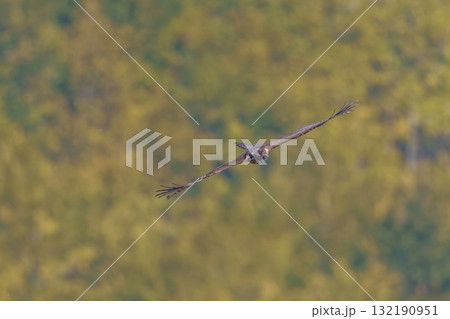 冬枯れの山をバックに悠然と獲物を探しながら旋回するクマタカ成鳥 132190951