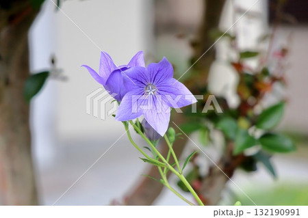 秋の七草 キキョウの花 秋の七草 キキョウの花 132190991