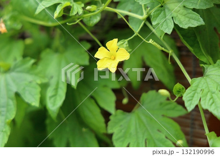 ゴーヤの花 ゴーヤの花 132190996