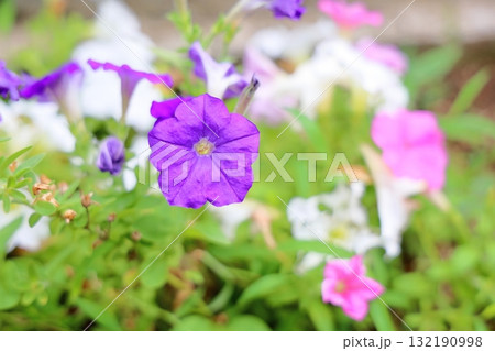 可愛い ペチュニアの花 可愛い ペチュニアの花 132190998
