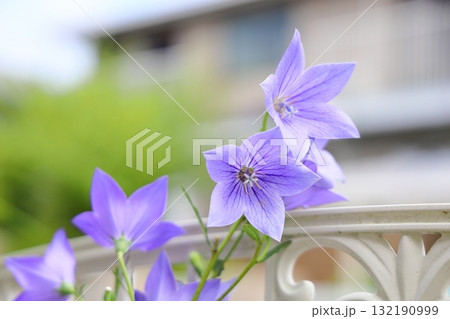 秋の七草　キキョウの花 132190999