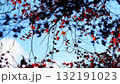 空に浮かんだ紅葉 132191023