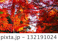 燃えるような紅葉 132191024