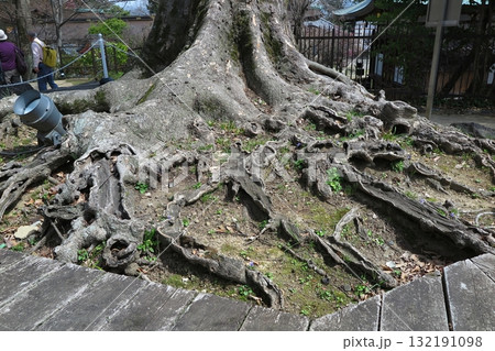 菅原道真公を祀る北野天満宮（京都市上京区）：史跡「御土居」に聳える大欅「東風」の根元 132191098