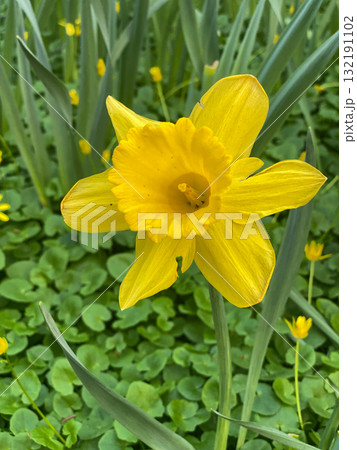 Bright Yellow Daffodil Flower in Spring Garden Closeup 132191102