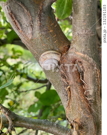 Snail on Tree Bark in Natural Environment 132191103