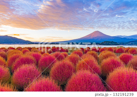 【山梨県】河口湖大石公園 紅葉したコキアと朝焼けに染まる富士山 【山梨県】河口湖大石公園 紅葉したコキアと朝焼けに染まる富士山 132191239