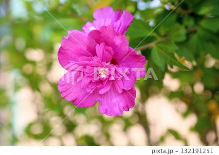 八重咲 ムクゲの花 八重咲 ムクゲの花 132191251