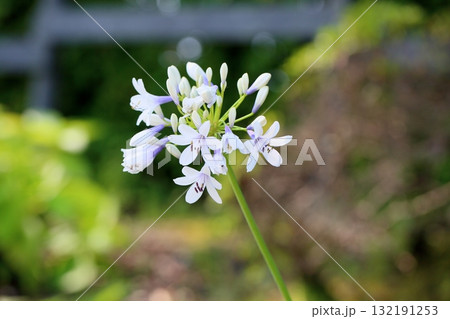 爽やか　アガパンサスの花 132191253