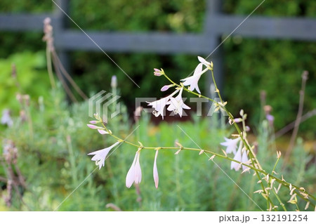 ギボウシの花 ギボウシの花 132191254