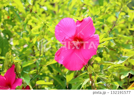大輪　タイタンビカスの花 132191577