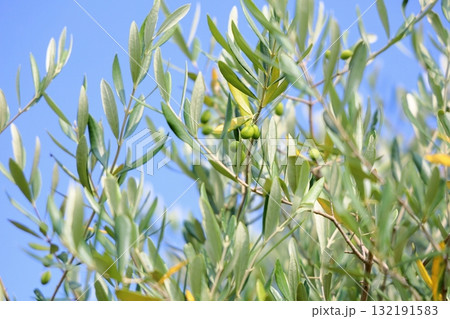爽やか　オリーブの実 132191583