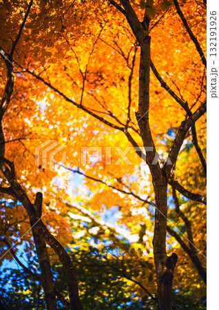 紅葉した木 紅葉した木 132191926