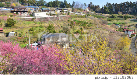 花桃の里 早春の里山 斜面に建つ民家 東秩父村 花桃の里 早春の里山 斜面に建つ民家 東秩父村 132192065