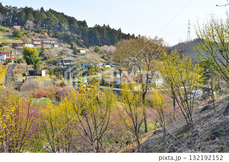 花桃の里 早春の里山 斜面に建つ民家 東秩父村 花桃の里 早春の里山 斜面に建つ民家 東秩父村 132192152