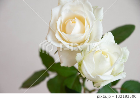 白薔薇 白薔薇 132192300