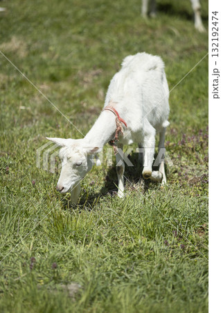 草を食べるヤギ 草を食べるヤギ 132192474