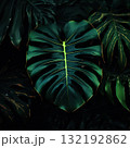 an AI Image Generator, Dramatic Dark Tropical Monstera Leaves With Emerald Foliage 132192862
