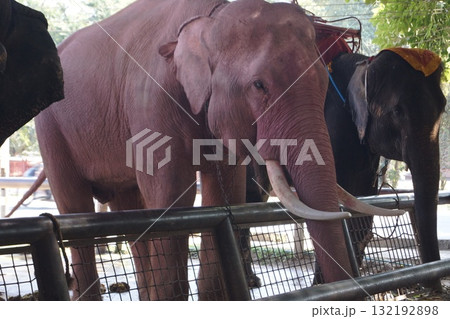 タイ アユタヤ アユタヤ歴史公園の象 タイ アユタヤ アユタヤ歴史公園の象 132192898
