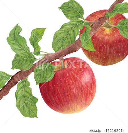 水彩で描いた枝についたりんご 132192914