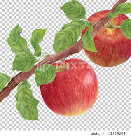 水彩で描いた枝についたりんご 132192914