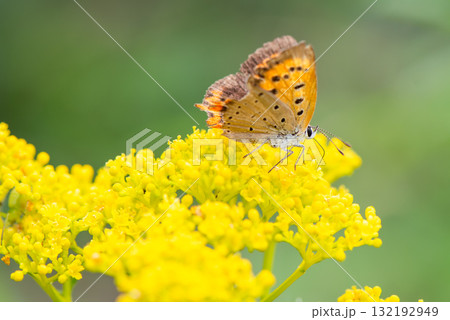 オミナエシの花の蜜を吸うベニシジミ 132192949