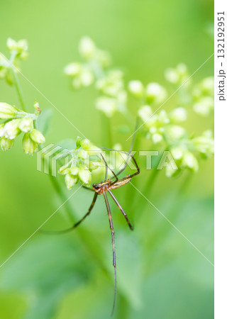 白い花を移動するクモ 132192951