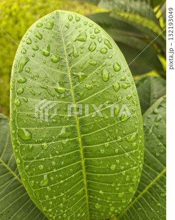 A close-up of a lush green leaf glistening with numerous small water droplets after a refreshing rain or morning A close-up of a lush green leaf glistening with numerous small water droplets after a refreshing rain or morning 132193049