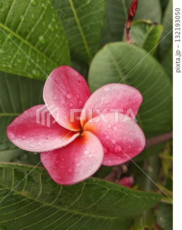A close-up of a beautiful pink plumeria flower with five petals, set against a backdrop of lush green leaves A close-up of a beautiful pink plumeria flower with five petals, set against a backdrop of lush green leaves 132193050