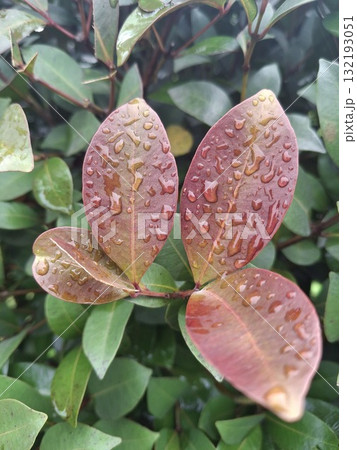 Close up of a unique textured plant with four leaves Close up of a unique textured plant with four leaves 132193051