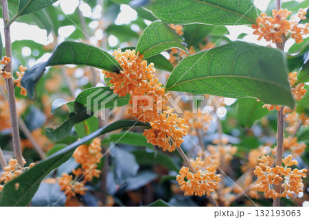 金木犀の花 132193063