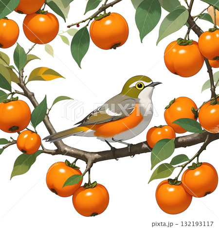 柿の実を食べに来た野鳥 132193117