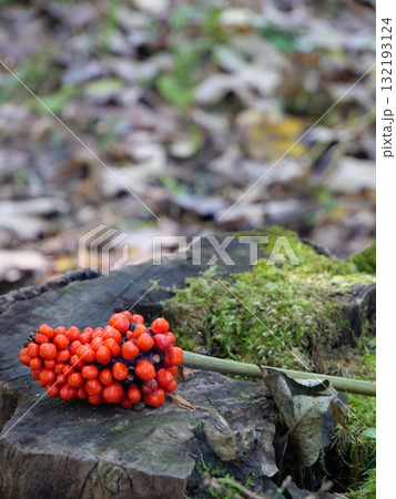 切り株の上に置かれた赤い木の実 132193124