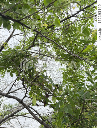 ヤブガラシ 132193149