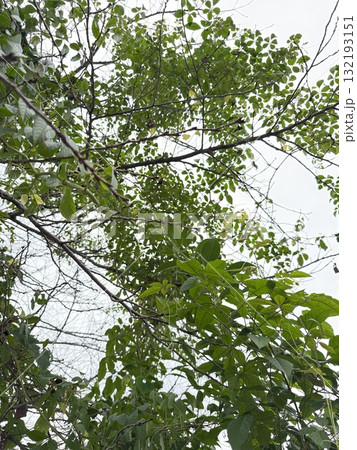 ヤブガラシ 132193151