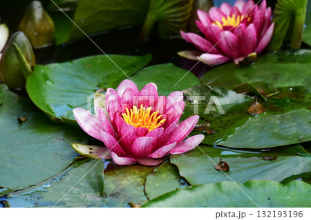 初夏の公園のスイレン 132193196