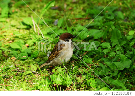 地面に立ったスズメの幼鳥 132193197