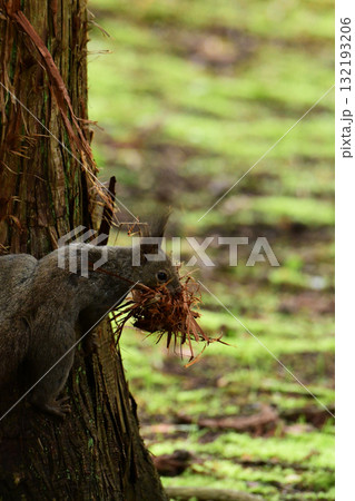 巣材をまとめてくわえるエゾリス 132193206