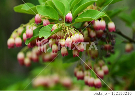 下向きに咲くベル状のサラサドウダン 132193210